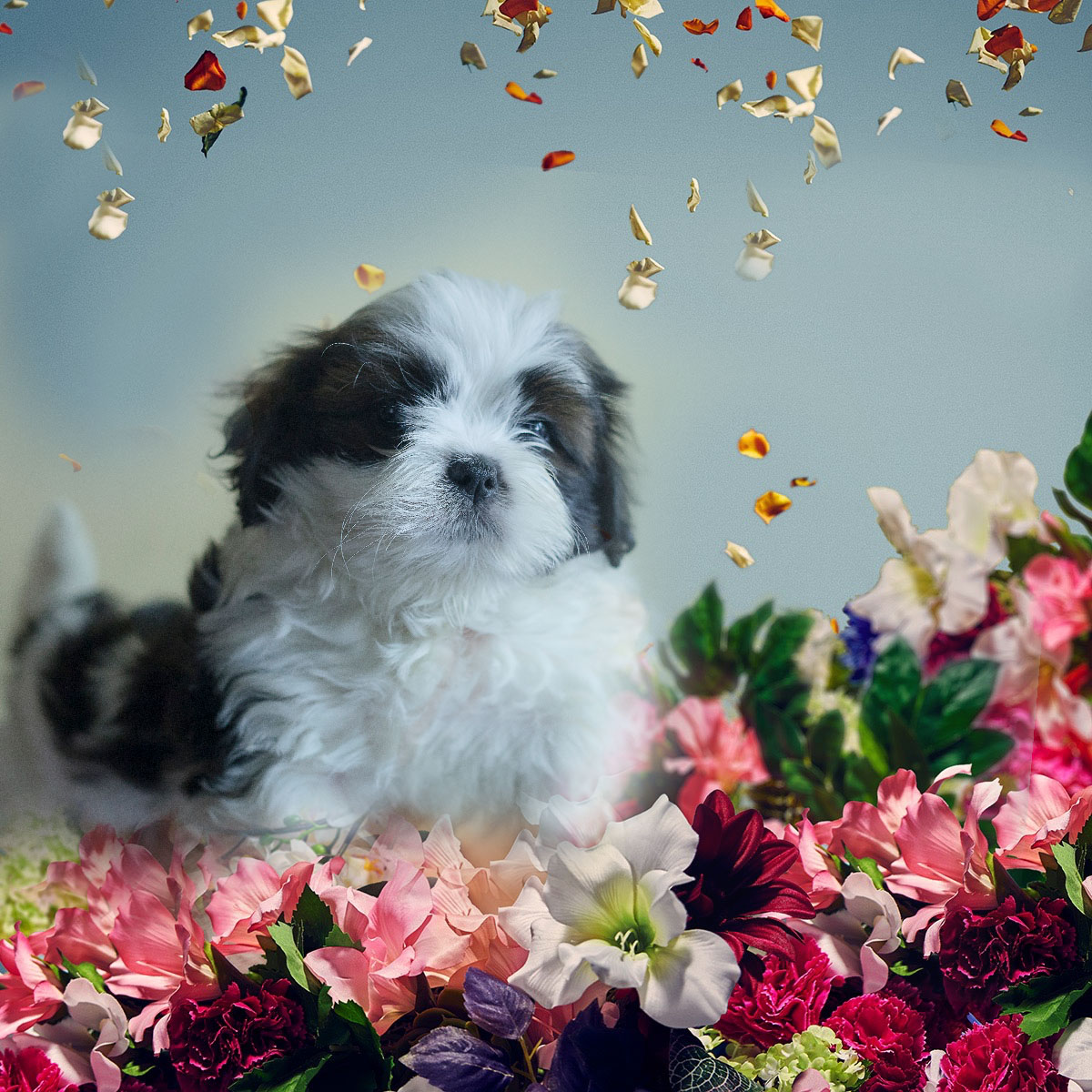 Image of Shih  tzu posted on 2022-01-28 13:10:23 from BTM layout, reliance digital